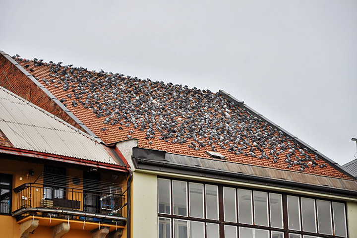 A2B Pest Control are able to install spikes to deter birds from roofs in Coseley. 