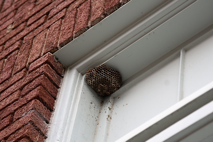 We provide a wasp nest removal service for domestic and commercial properties in Coseley.